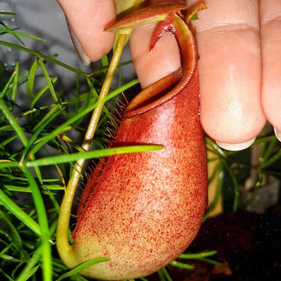 Meet your Posher, Vera - Picture 2 of 8